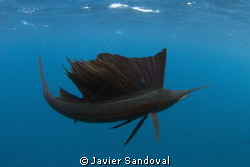 sail fish in dark color mode by Javier Sandoval 
